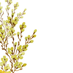  Illustration of flowering branches of willow