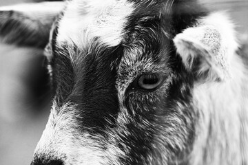 Goat in black and white