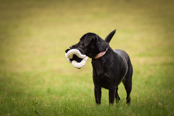 Black dog is standing in autumn nature. She is so cute dog.