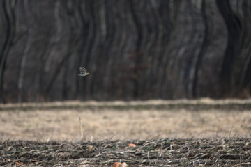 Flying Horned Lark, eremophila alpestris