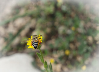  bee on yellow flower colect and enjoy the nectar