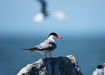 Arctic Tern - Sterna paradisaea tagged