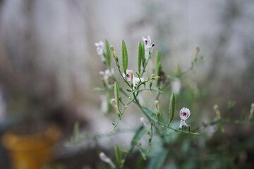 The seed pods and flowers of Kariyat (Andrographis paniculata). Selective focus.