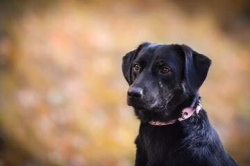 Black dog is standing in autumn nature. She is so cute dog.