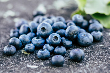 Myrtilles fraichement cueillies au jardin