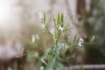 The seed pods and flowers of Kariyat (Andrographis paniculata). Selective focus.