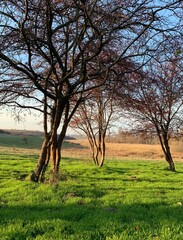 tree in the field
