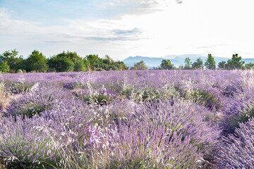 Fototapeta na wymiar Champs de lavandes en été en Provence, France