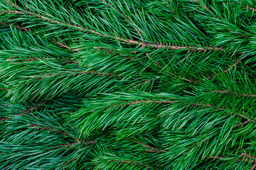 Christmas tree background. Evergreen branches. Spruce branches holyday backdrop. Christmas background.