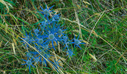 Fototapeta premium Piante di montagna lungo il sentiero