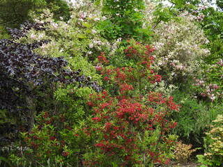 Fototapeta na wymiar Blumen, Strauch, Busch