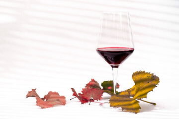 Wine glass with red wine and autumn grape leafs composition on white background with blind shadows. Romantic concept with jalousie shadows.