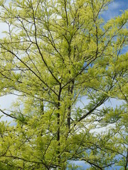 Obraz premium Baum, grün