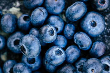 Myrtilles fraichement cueillies au jardin
