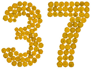Arabic numeral 37, thirty seven, from yellow flowers of tansy, isolated on white background