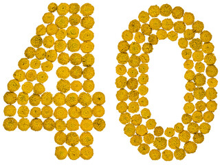 Arabic numeral 40, forty, from yellow flowers of tansy, isolated on white background