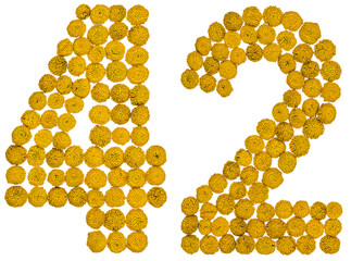 Arabic numeral 42, forty two, from yellow flowers of tansy, isolated on white background