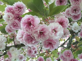 pink Sakura cherry  blossom