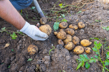 A gloved hand holds the fruit of the potato in his hand. The harvest of potatoes