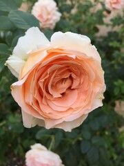 Orange yellow roses flower