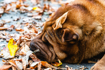 Tired shar pei lies on autumn leaves