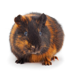 Guinea pig isolated.