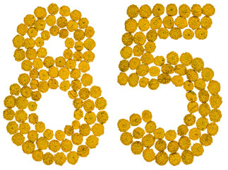 Arabic numeral 85, eighty five, from yellow flowers of tansy, isolated on white background
