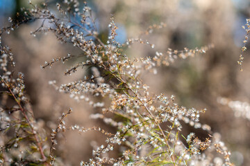 Wintered wildflowers close up in a woodland with soft focused bokeh background ~WINTERED~