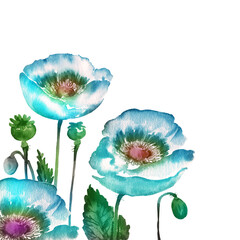 Floral background poppies