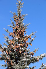 firs and fir trees with cones and needles