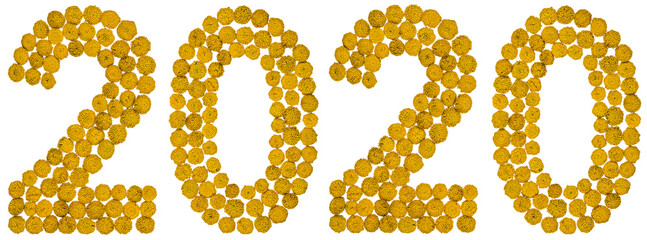 Numeral 2020 from yellow flower of tansy, isolated on white background