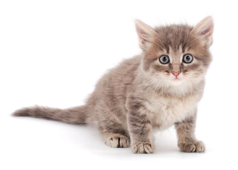 Obraz premium Small gray kitten.
