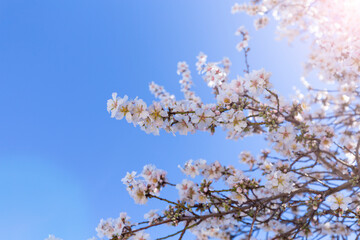 Spring blossom background. Beautiful nature scene with blooming tree on sunny day. Spring flowers. Beautiful orchard in Springtime. Abstract background.