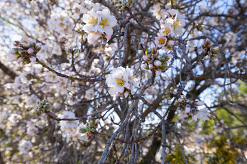 Spring blossom background. Beautiful nature scene with blooming tree on sunny day. Spring flowers. Beautiful orchard in Springtime. Abstract background.