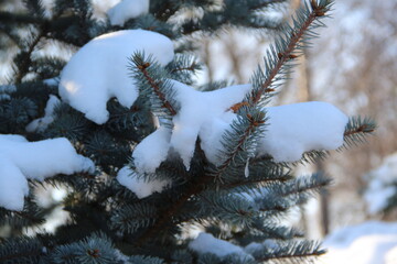 firs and fir trees with cones and needles