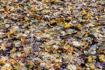 Many yellow leaves fallen on a forest landscape path creating a messed pattern.