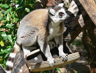 Obraz premium Lemur climbing a tree