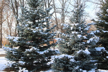 firs and fir trees with cones and needles