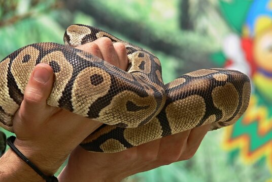 Handling a huge Python snake