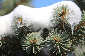 firs and fir trees with cones and needles