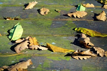 Autumn leaves in Sapanca, Sakarya, Turkey.