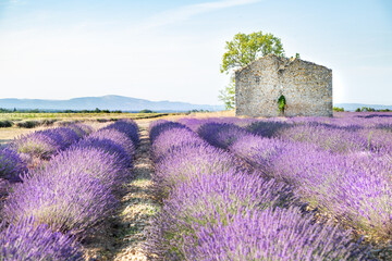 Naklejka na ściany i meble Maison en pierre en ruines dans le Champs de lavandes en été en Provence, France