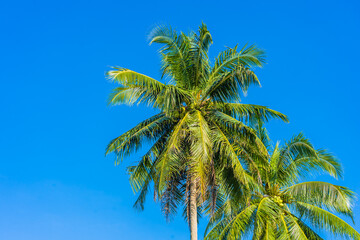 Beautiful tropical coconut palm tree with blue sky