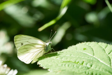 Detailed close up of a small cabbage white butterfly (Pieris rapae) resting on a leaf