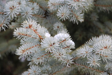 firs and fir trees with cones and needles