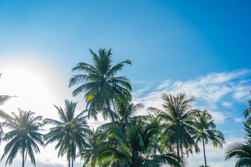 Fototapeta na wymiar Beautiful tropical coconut palm tree with blue sky