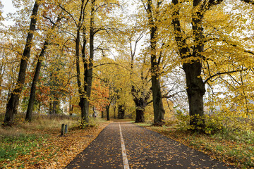 Fototapeta na wymiar Pedestrian path through forest park with yellow leaves.