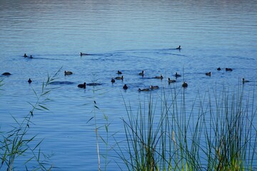 Cormorants on lake Sapanca, Sakarya, Turkey.