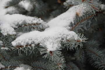 firs and fir trees with cones and needles