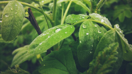 Leafs near the house after rain.